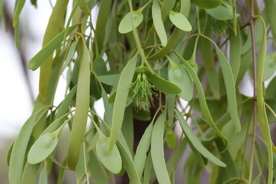 Imagem de Diplatia grandibractea (F. Müll.) Tieghem