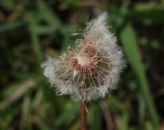 Image of Rock dandelion