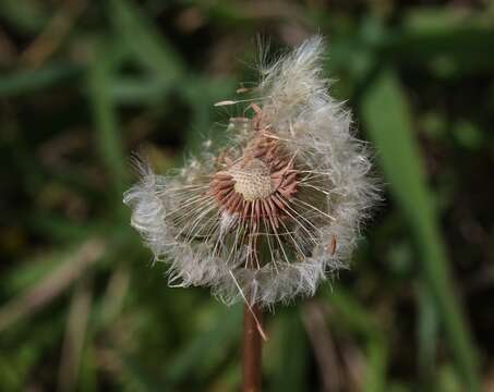 Image of Rock dandelion