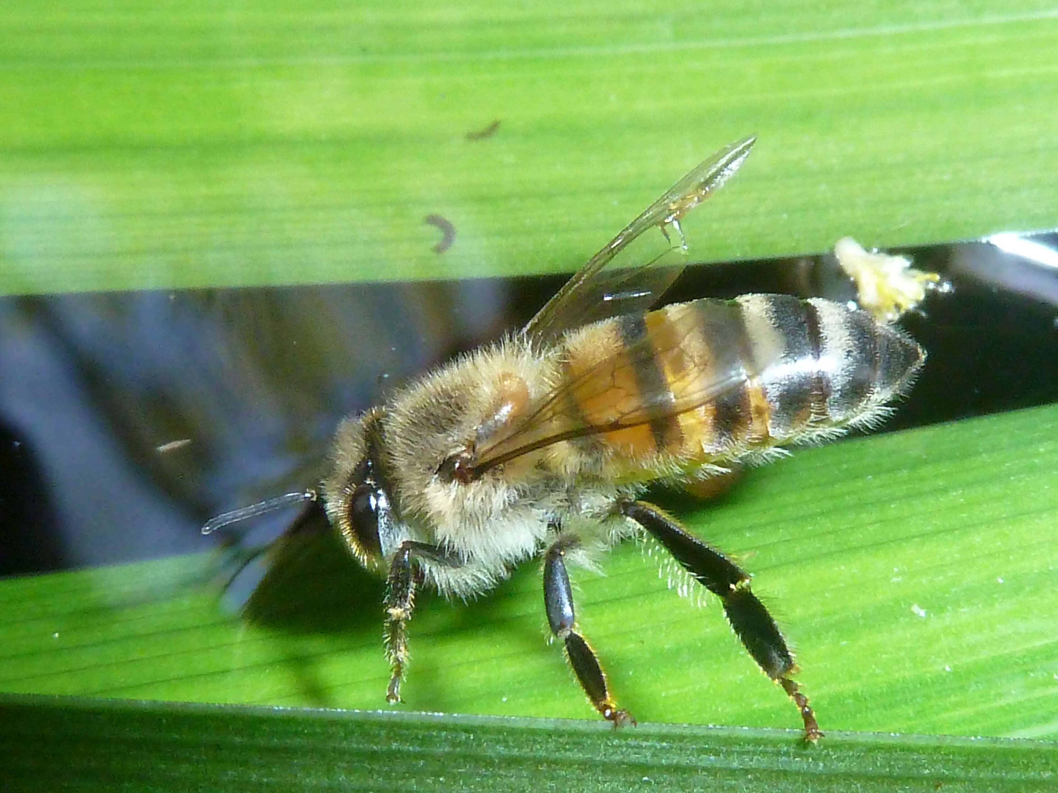 Image de Apis mellifera scutellata