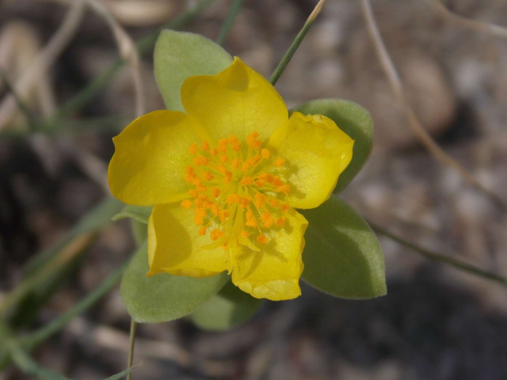 Portulaca umbraticola subsp. umbraticola resmi