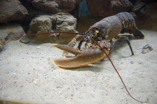 Image of Common lobster