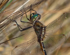 Image of Eastern Swamp Emerald