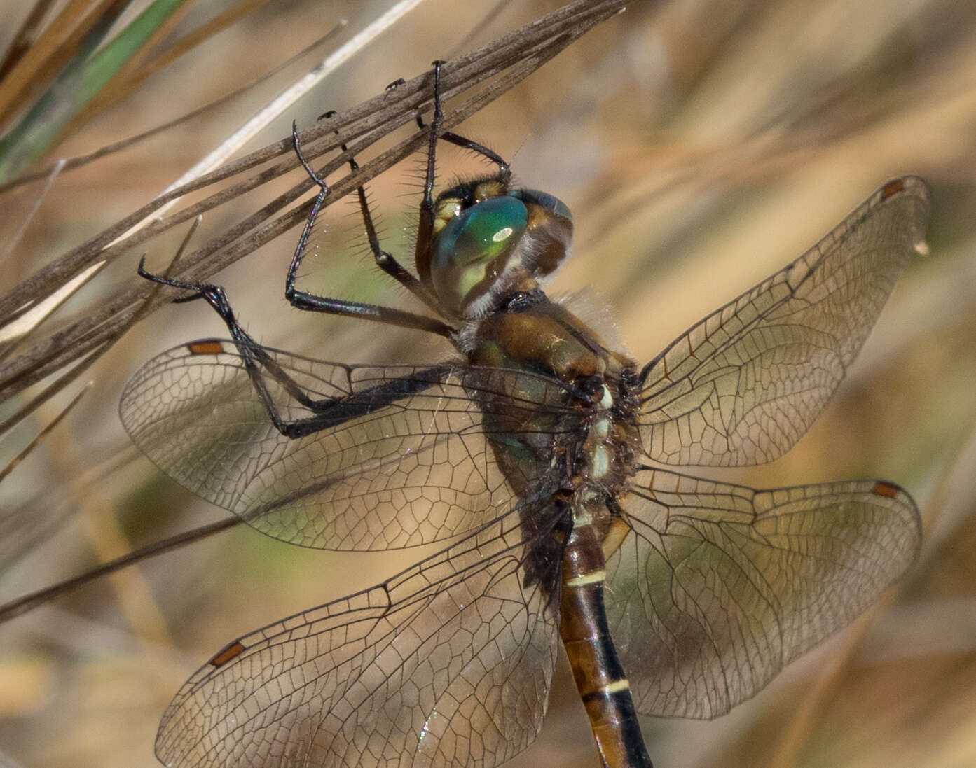 Image of Eastern Swamp Emerald