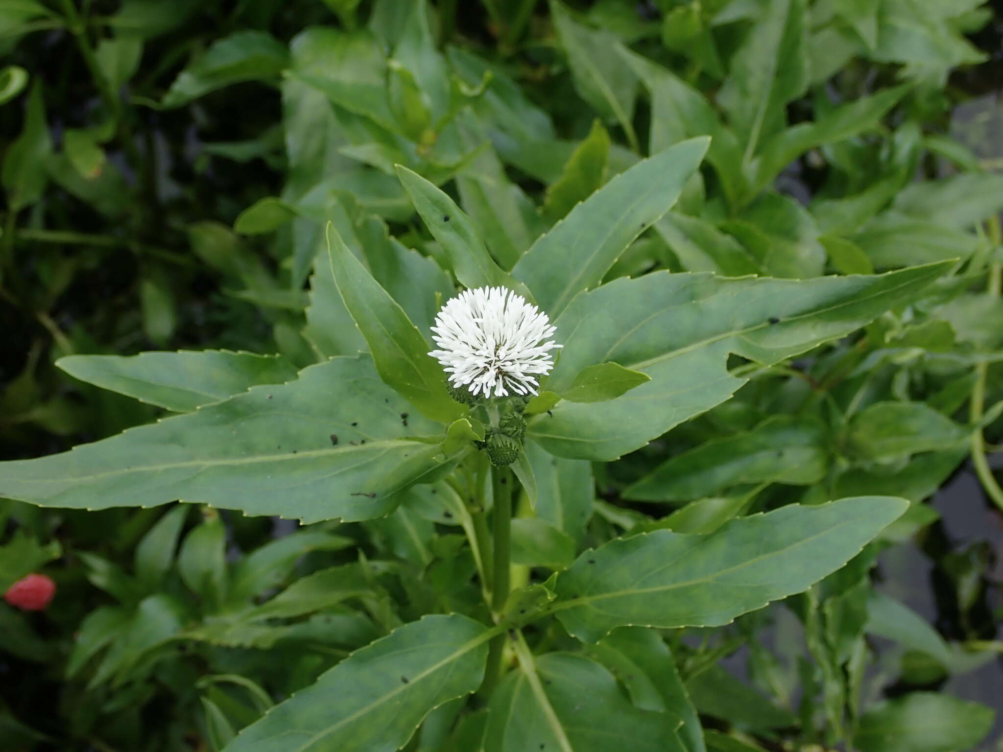 Imagem de Gymnocoronis