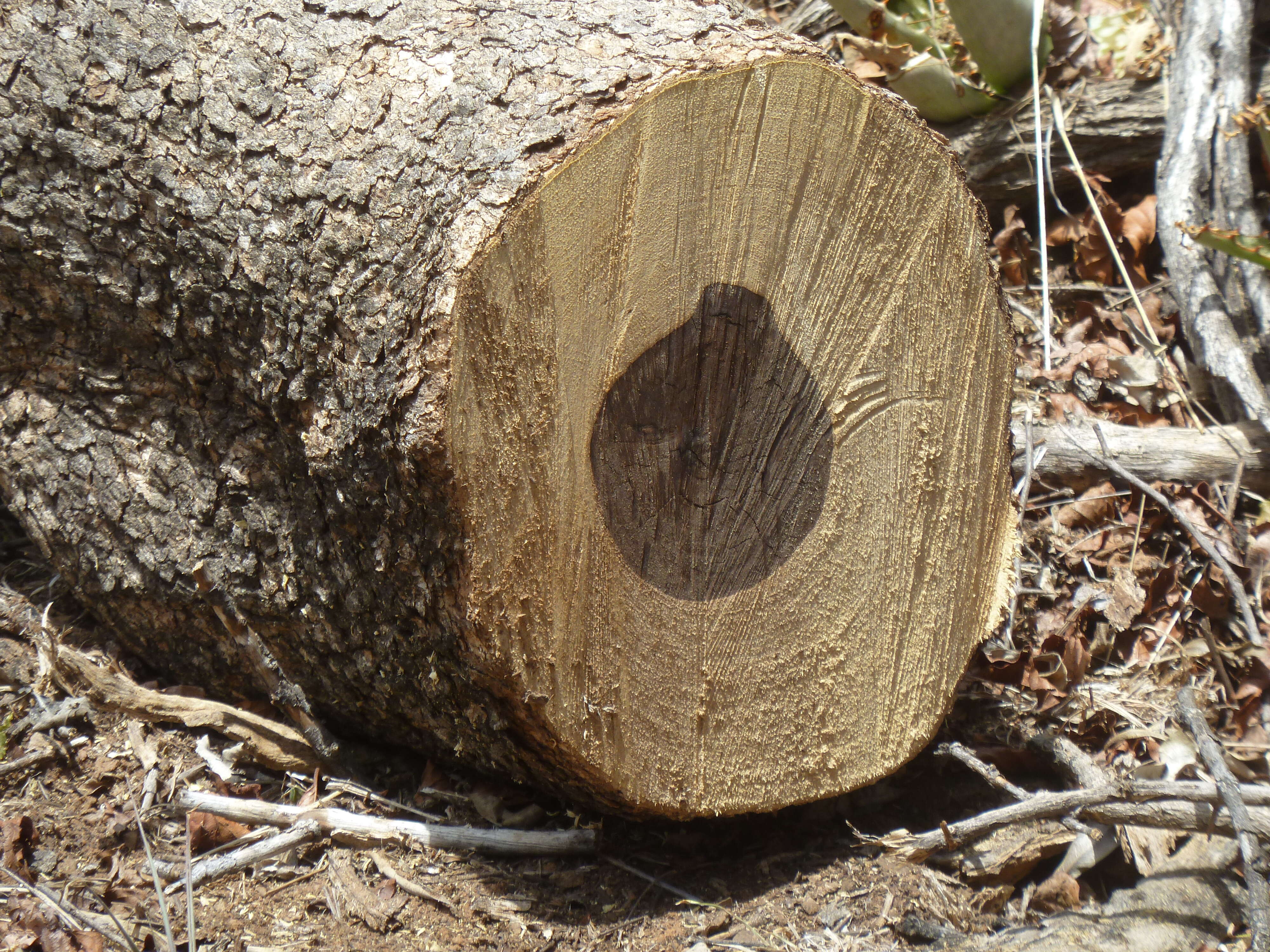 Imagem de Combretum apiculatum Sond.