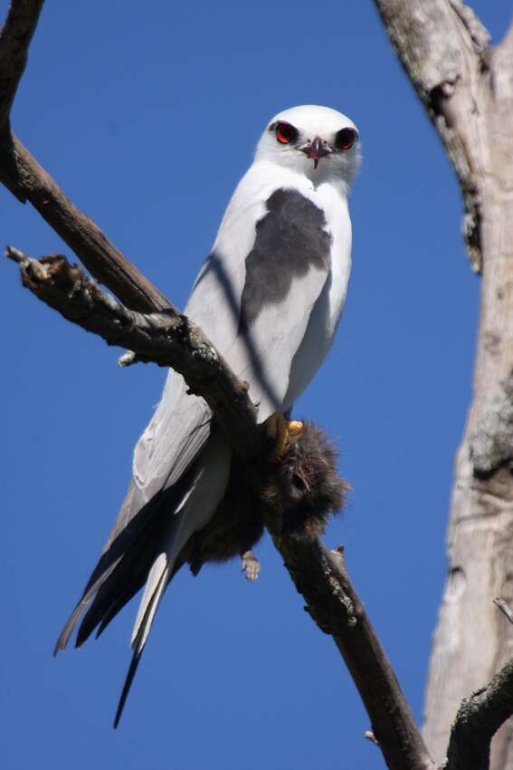 Image of Black-shouldered Kite