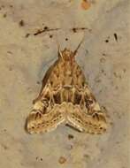 Image of Cabbage Webworm moth