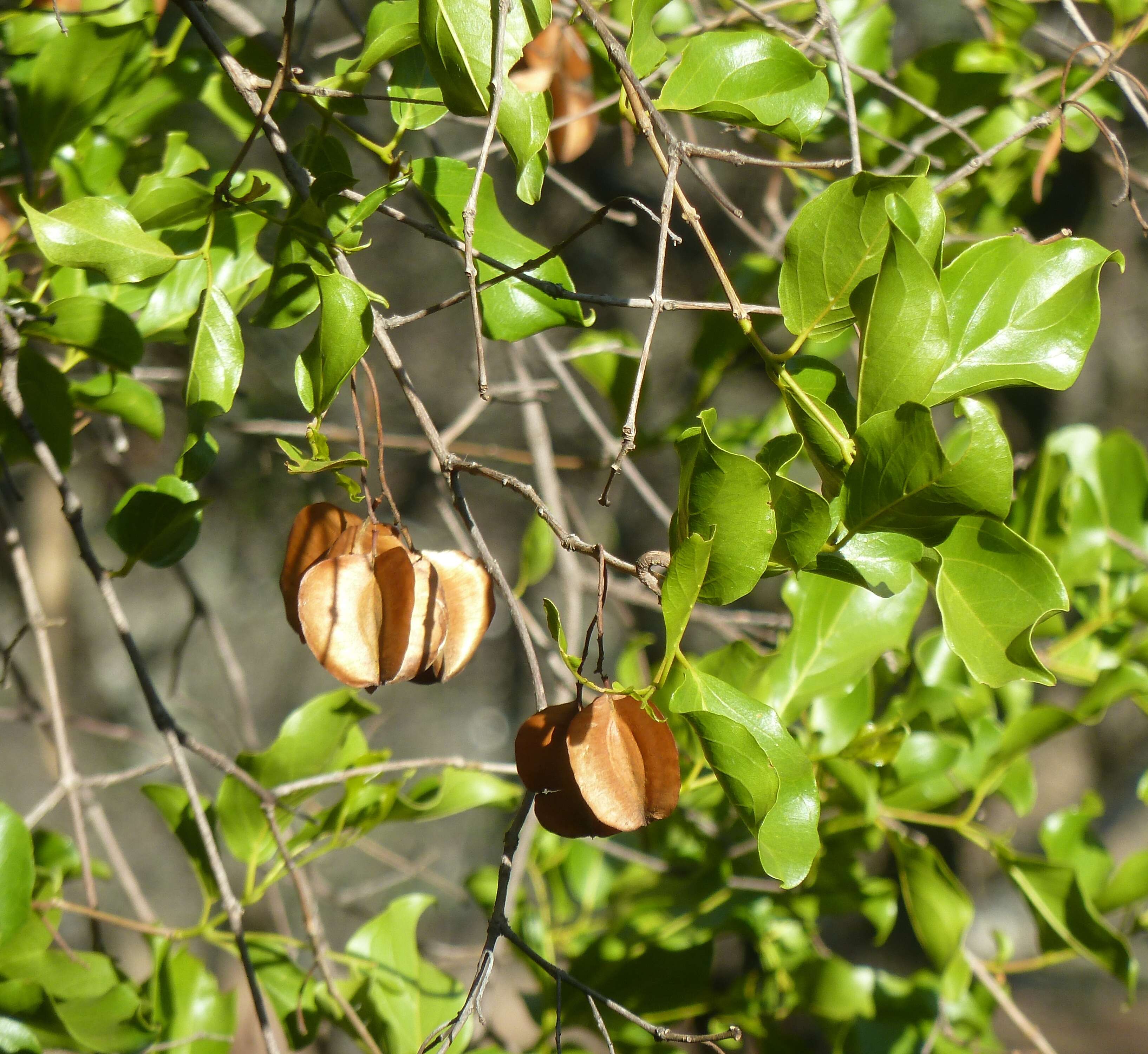 Imagem de Combretum apiculatum Sond.