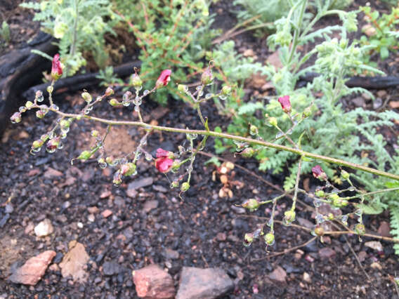 Image of California bee plant