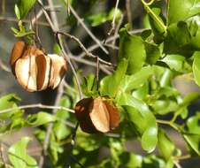 Image of Red bushwillow