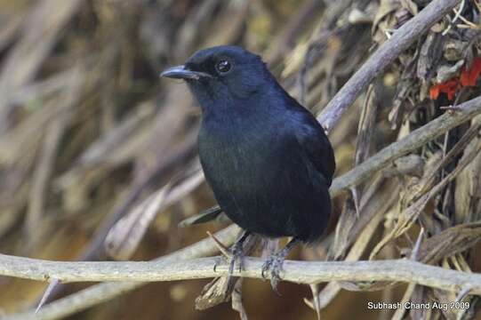 Image de Gobemouche drongo