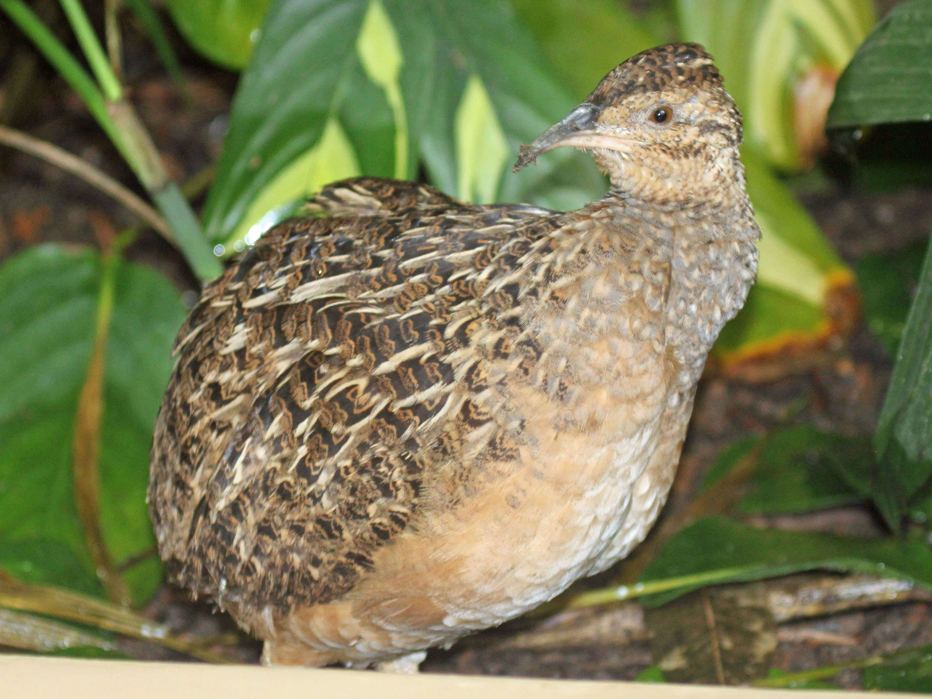 Image of Andean Tinamou