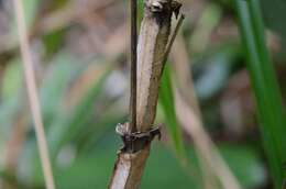 Image of Hedyotis acutangula Champ. ex Benth.