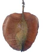 Imagem de Combretum apiculatum Sond.