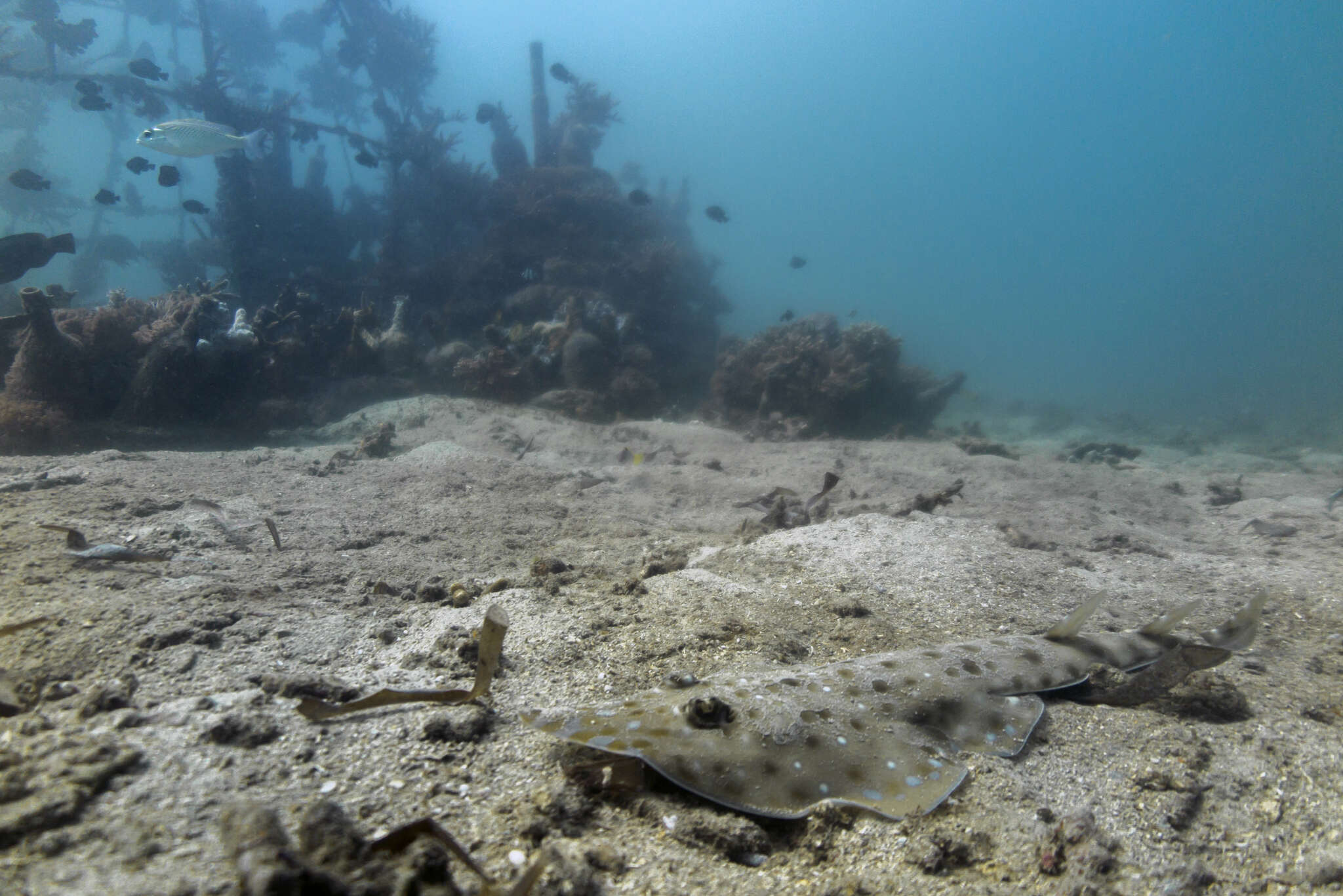 Image of Zanzibar guitarfish