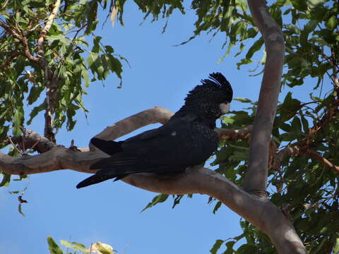 Image of Calyptorhynchus banksii banksii (Latham 1790)