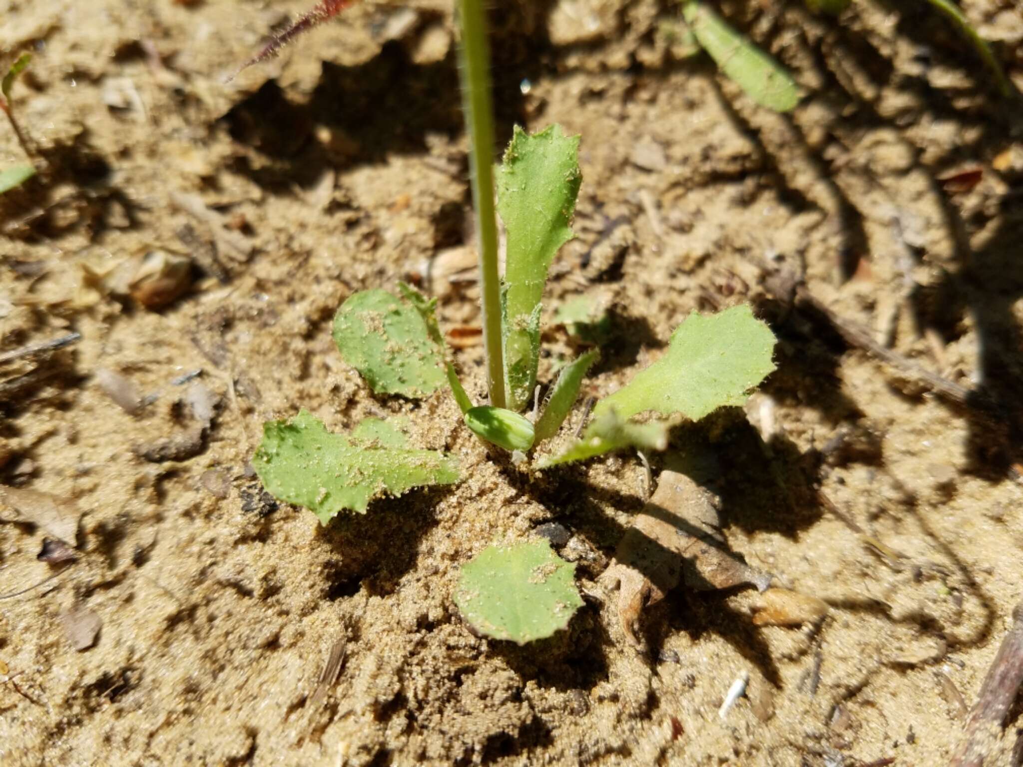 Image of Dwarf dandelion