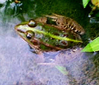 صورة Pelophylax porosus (Cope 1868)