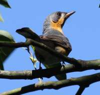 Image of Spectacled Monarch