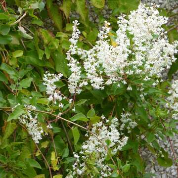 صورة Fallopia baldschuanica (Regel) Holub