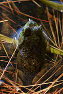 Image of American Bullfrog