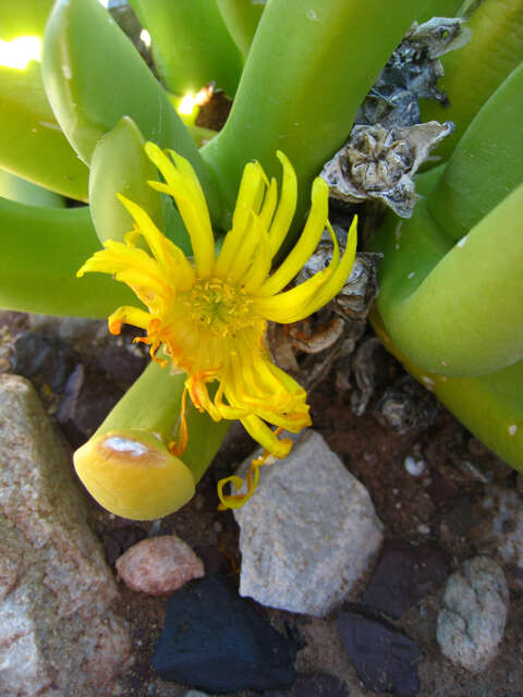 Image of Glottiphyllum regium N. E. Br.