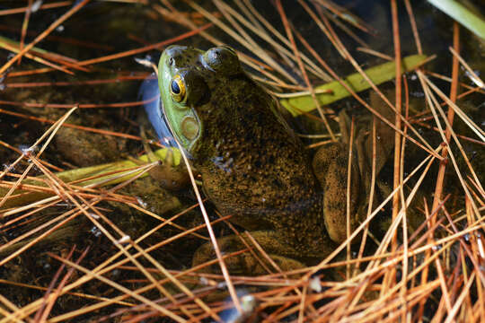 Image of American Bullfrog