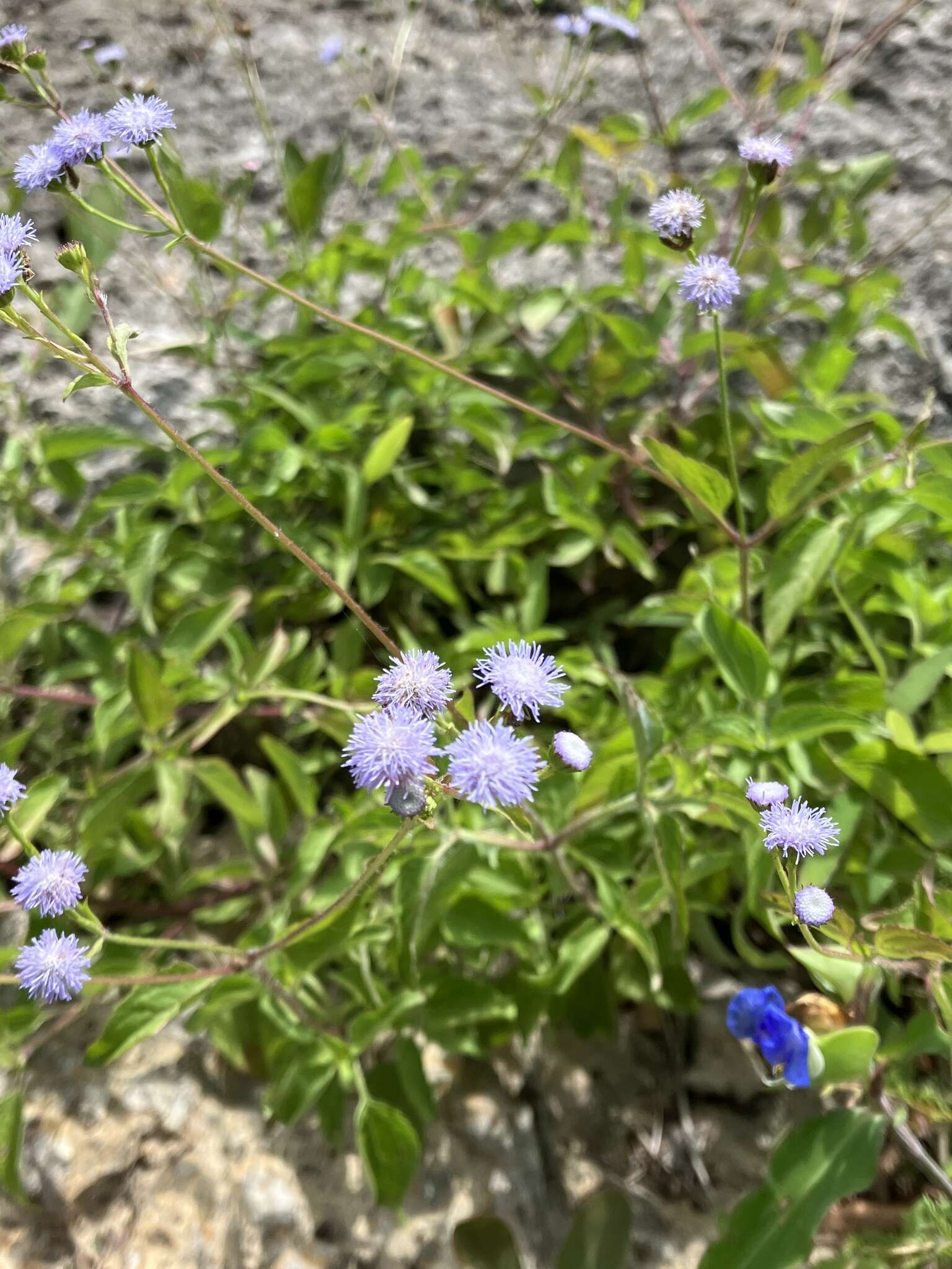 Plancia ëd Ageratum gaumeri B. L. Rob.