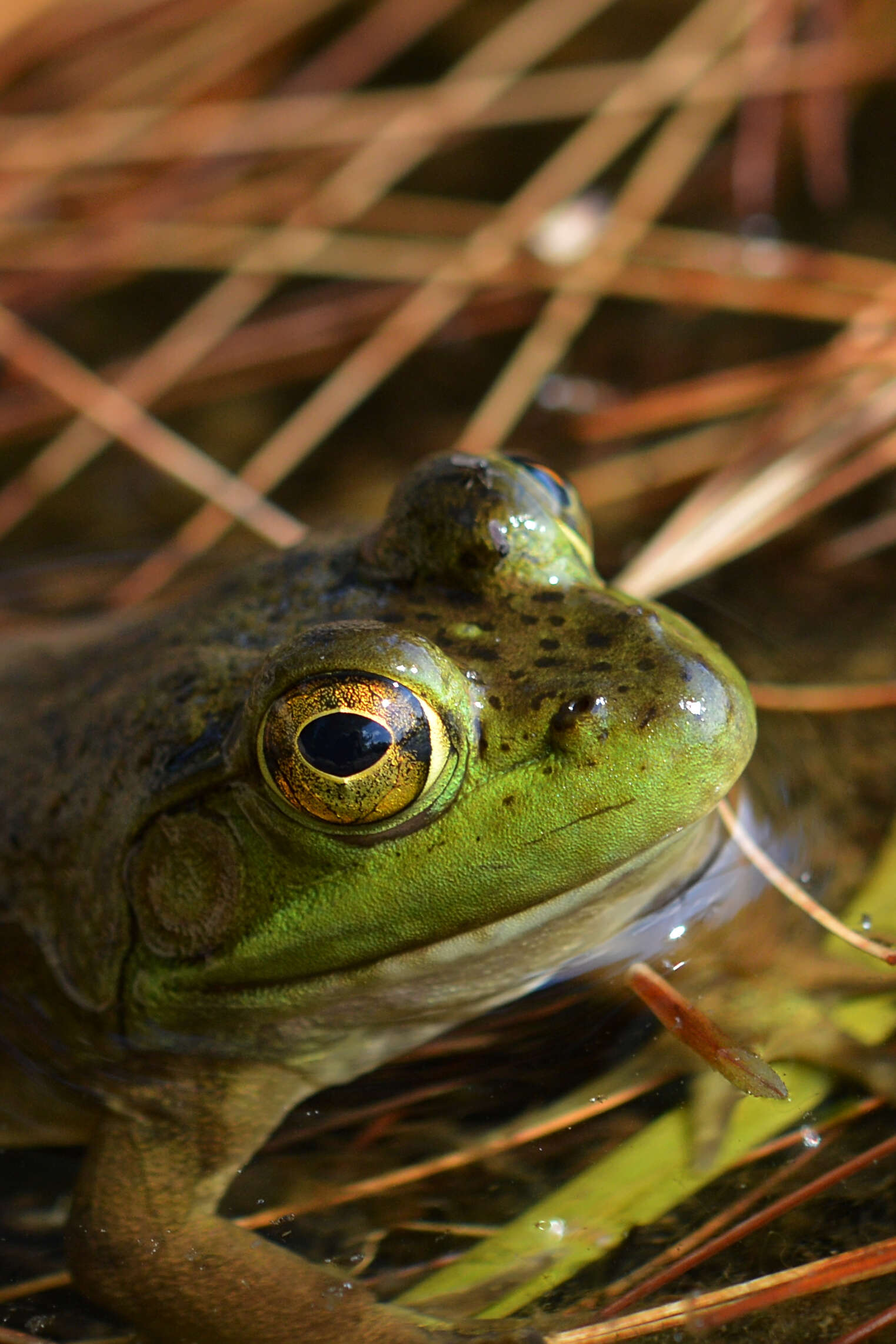 Слика од Lithobates catesbeianus (Shaw 1802)