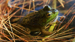 Image of American Bullfrog