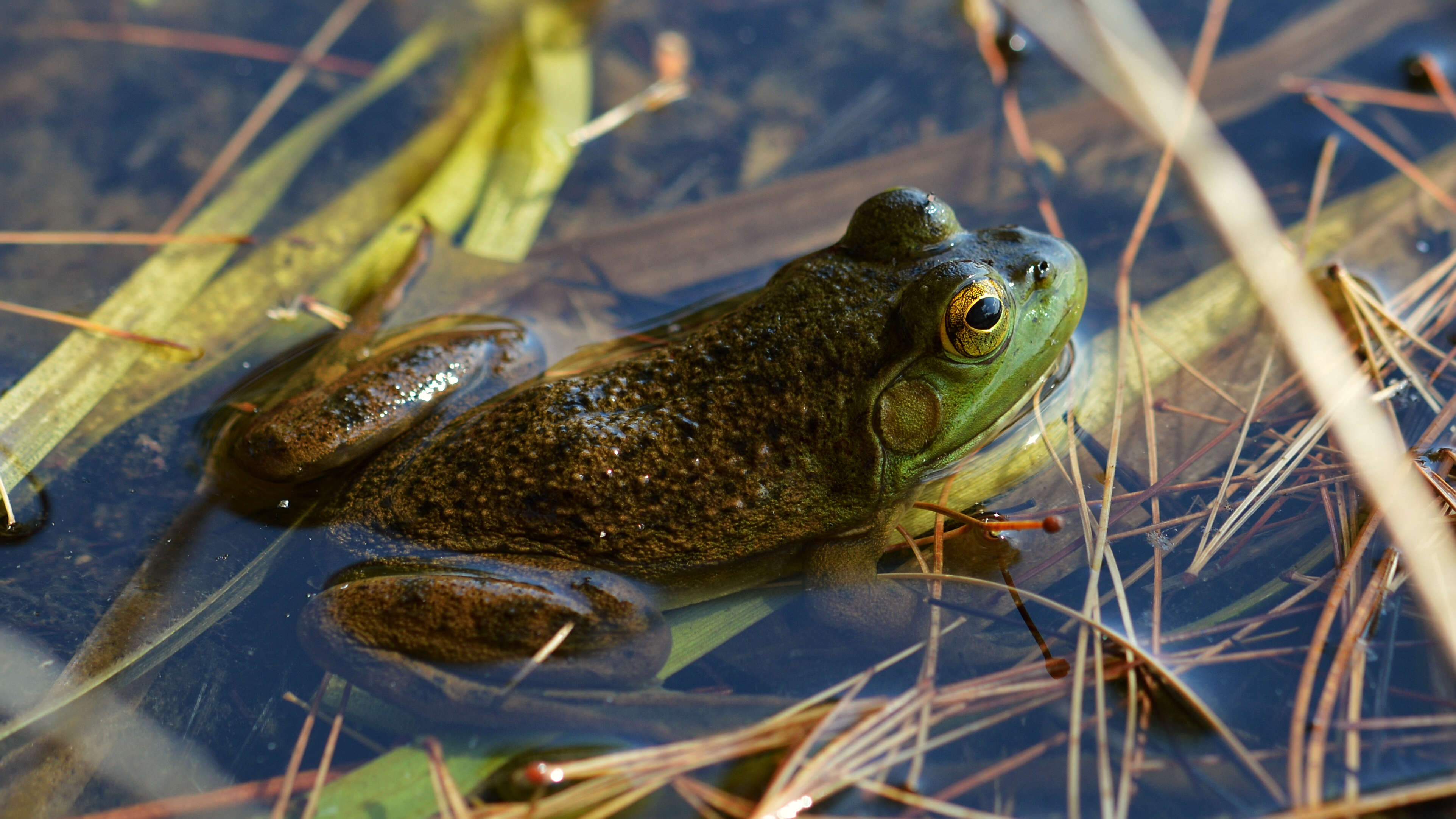 Image of American Bullfrog