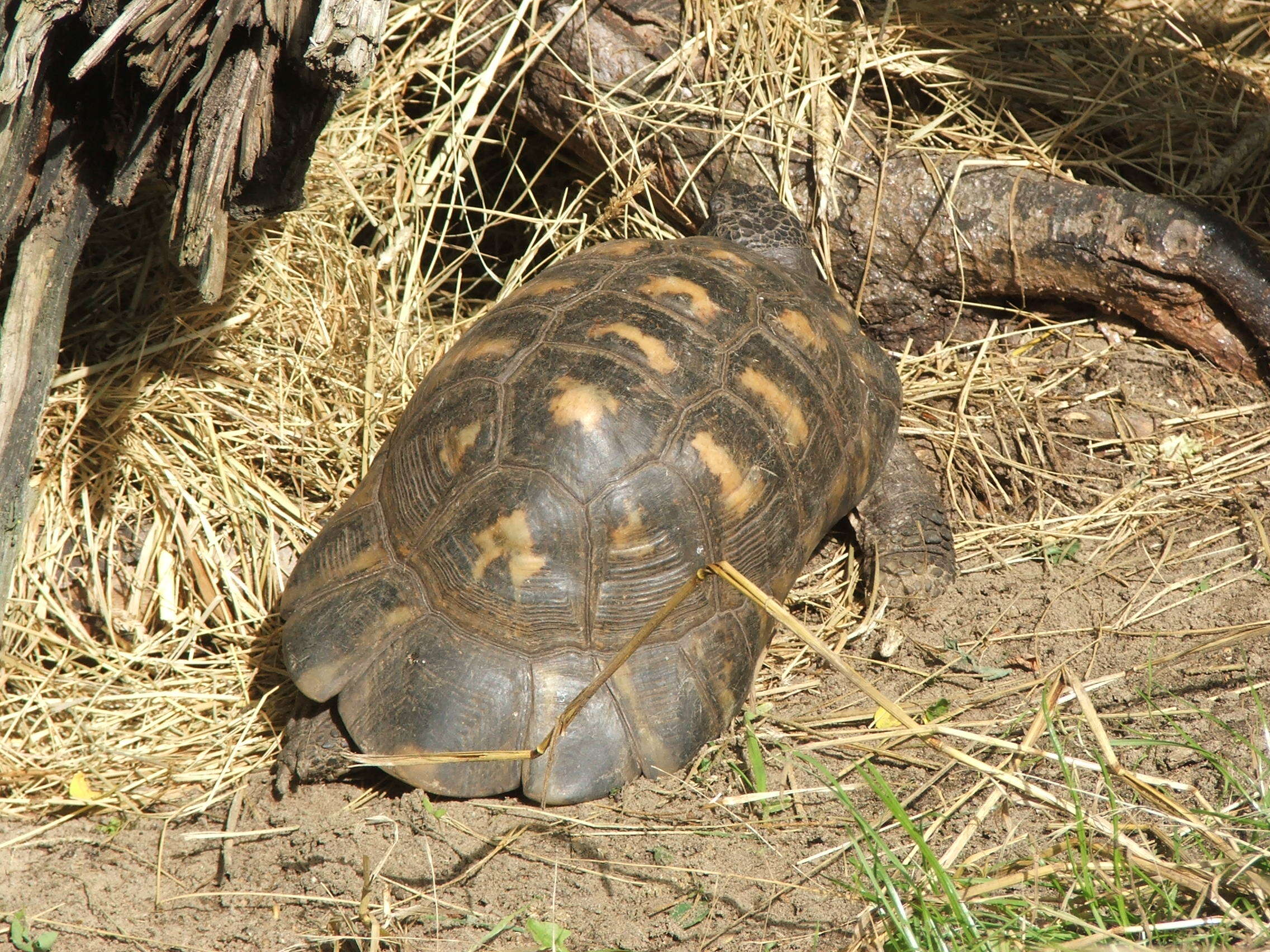 Image of Marginated Tortoise