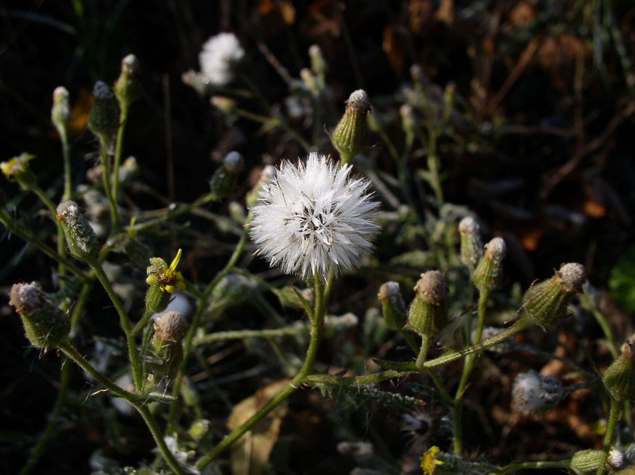 Senecio viscosus L. resmi