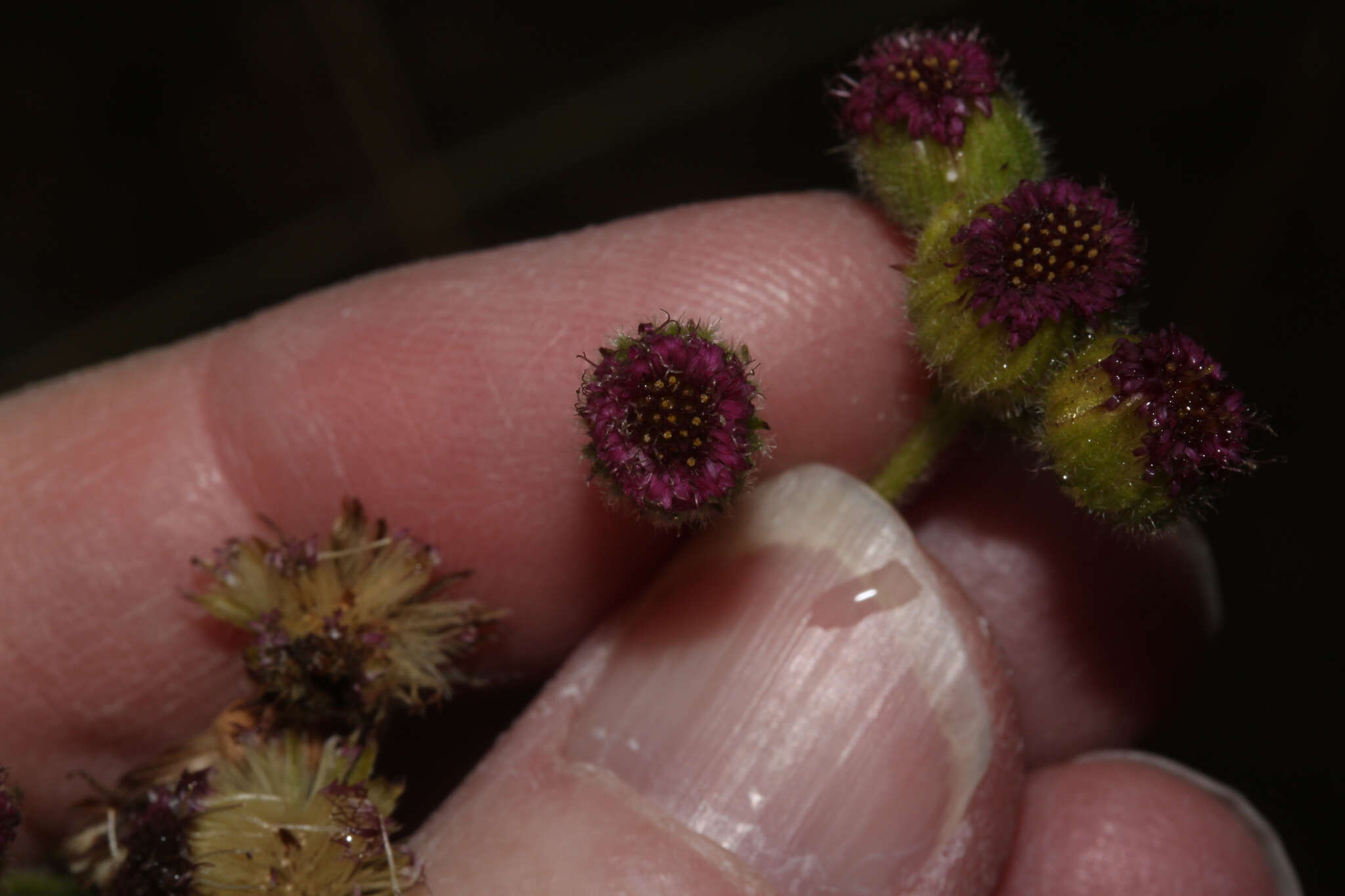 Image of Erigeron apiculatus Benth.