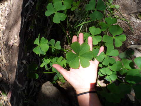 Image of Oxalis monticola Arechav.