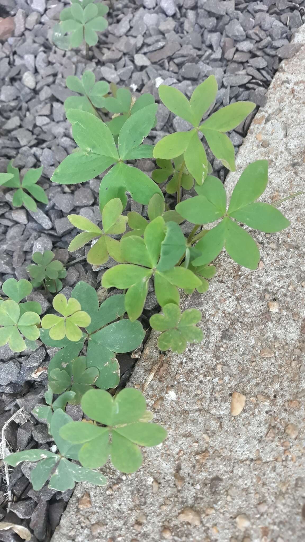 Sivun Oxalis bipartita A. St.-Hil. kuva