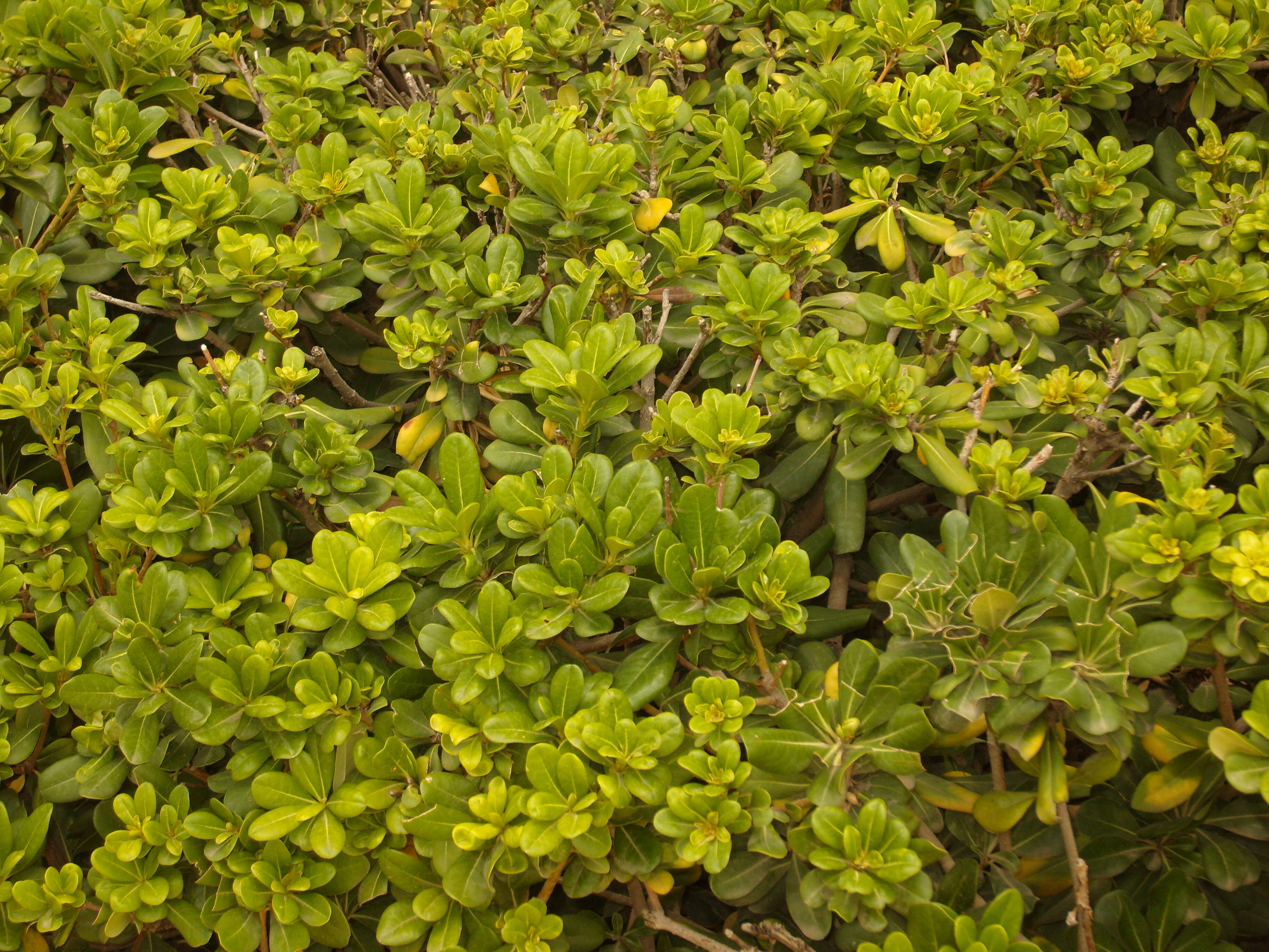 Image de Pittosporum tobira (Murray) Aiton fil.