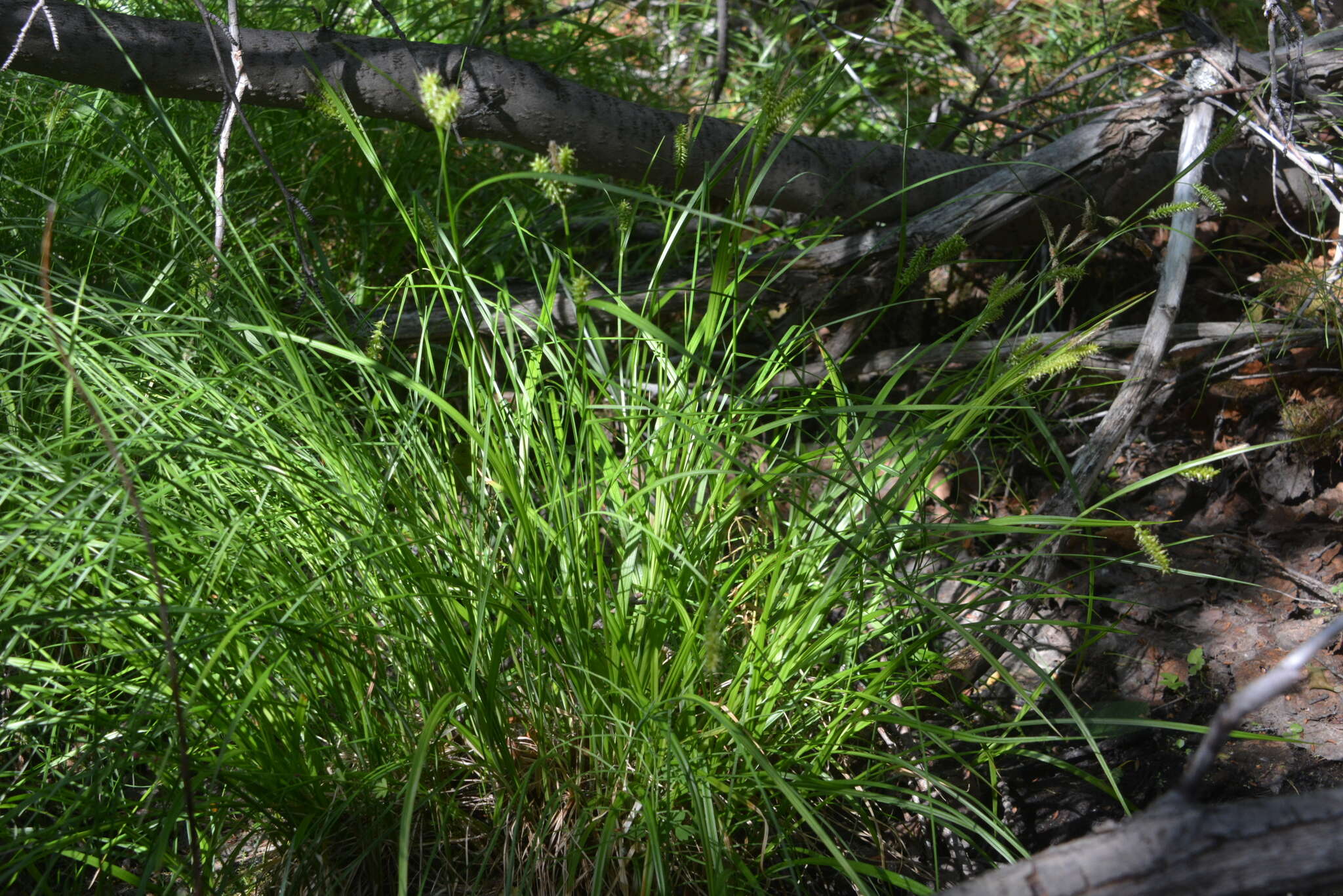 Image of Carex mollissima Christ ex Scheutz