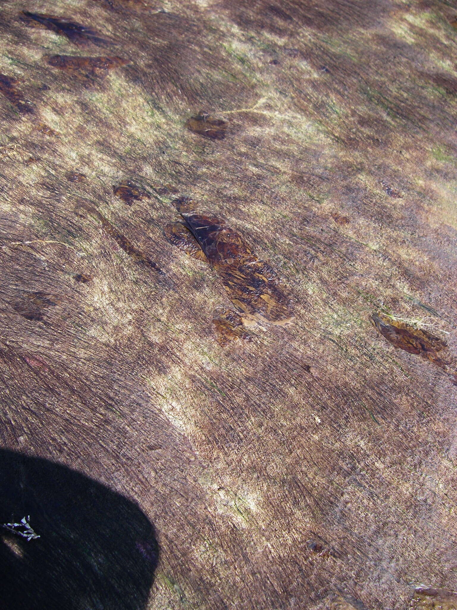 Image of Bangia fuscopurpurea