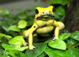 Image of Golden Poison Frog