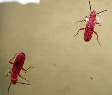 Image of Red Flat Bark Beetle