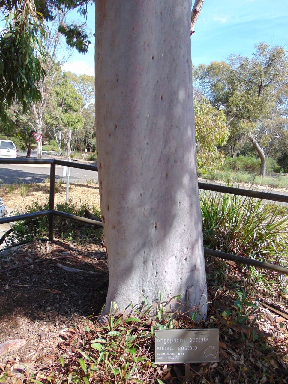 Image of Brittle Gum