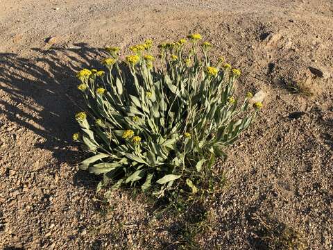 Plancia ëd Senecio atratus Greene