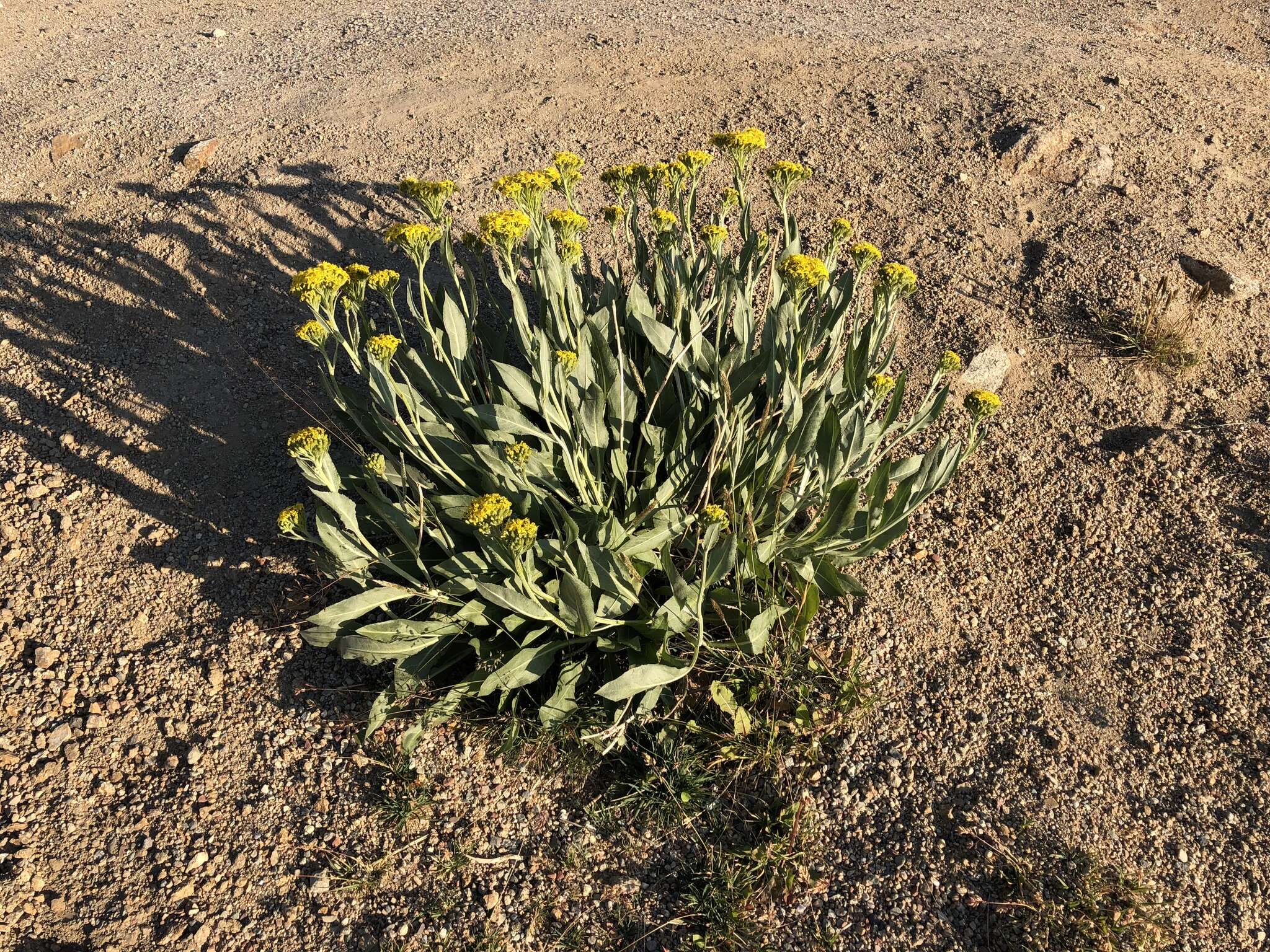 Image of tall blacktip ragwort