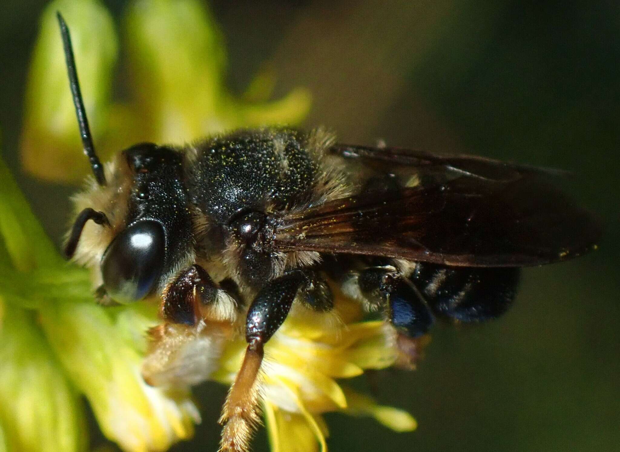 Image of Megachile bahamensis Mitchell 1927