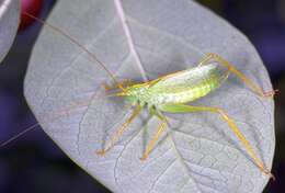 Image of Drumming Katydid