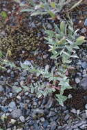 Image of glaucus willowherb