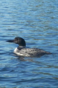 Image of loons