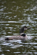 Image of loons